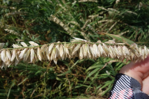 Foto de Melica altissima