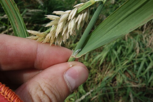 Foto de Melica altissima