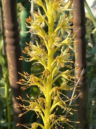Eremurus spectabilis