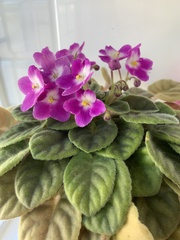 Streptocarpus ionanthus