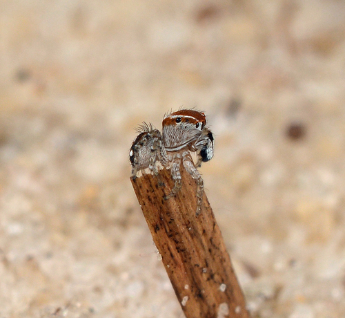 Naphrys xerophila