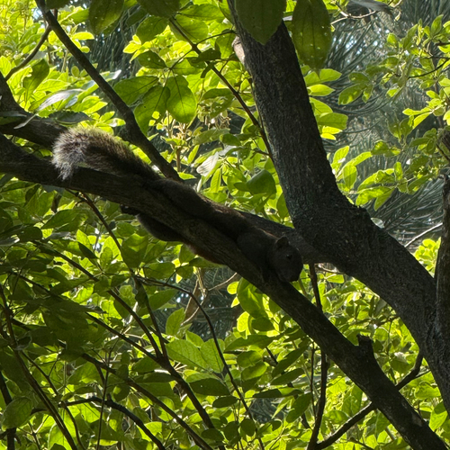 Pallas' Squirrel