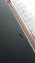 Termitoidae