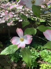 Cornus florida rubra