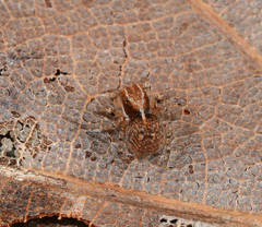 Naphrys xerophila