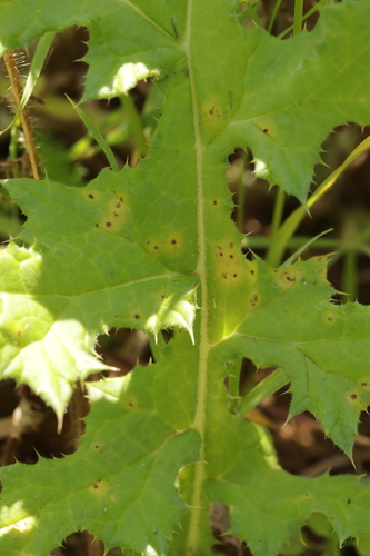 Puccinia echinopsis observed 2026-06-20