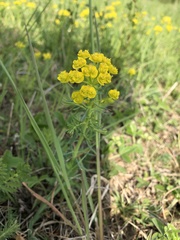 Euphorbia cyparissias