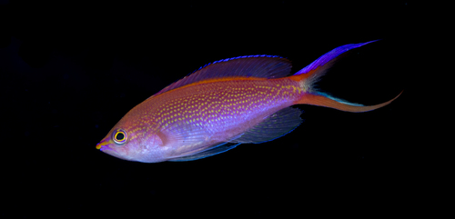 Pseudanthias smithvanizi observed 2026-06-09
