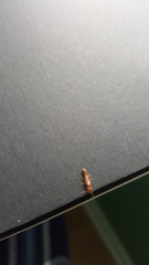 Termitoidae