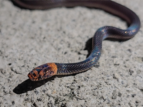 Stuart's Graceful Brown Snake