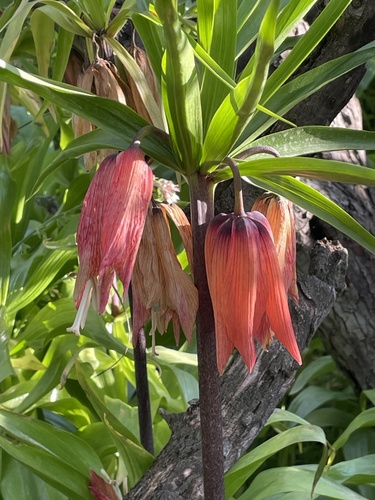 Crown imperial