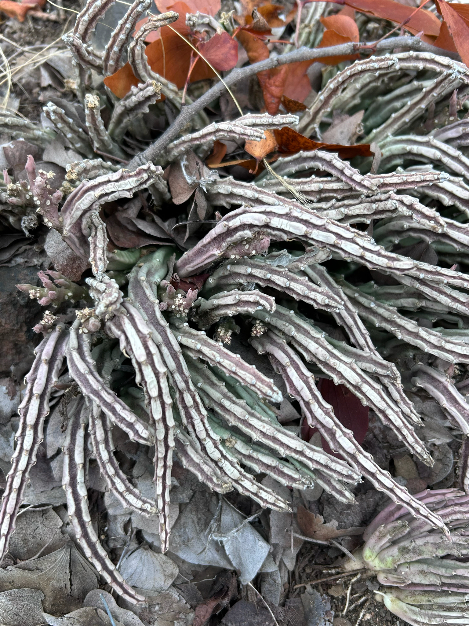 Ceropegia longipedicellata