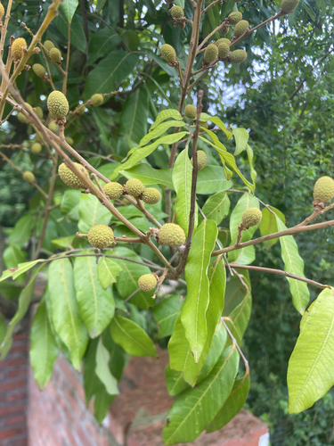Longan