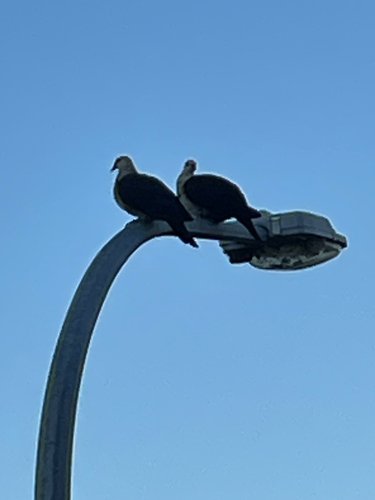 White-headed Pigeon