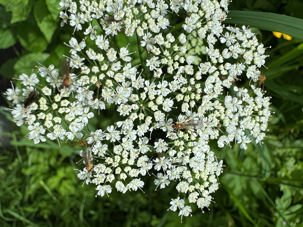Empis concolor