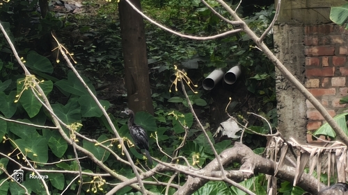 Little Cormorant