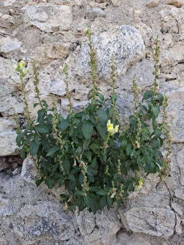 Antirrhinum latifolium, photograph 3