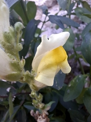 (c) Gabriele Vaudano, some rights reserved (CC BY) Antirrhinum latifolium, photograph (c) Gabriele Vaudano, some rights reserved (CC BY)