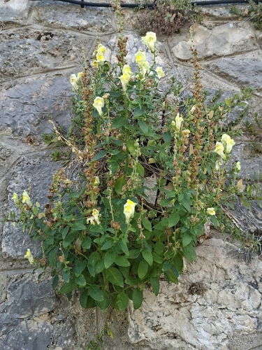 Antirrhinum latifolium, photograph 5