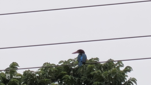 White-throated Kingfisher