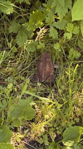 European Toad