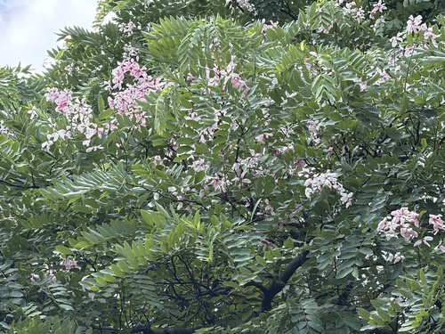 Cassia javanica observed 2026-06-22