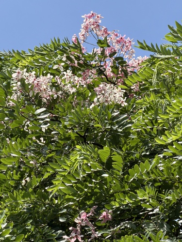 Cassia javanica observed 2026-06-22