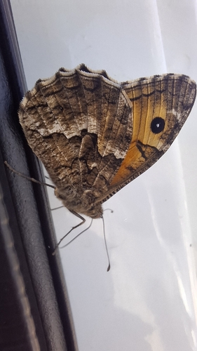 Grayling