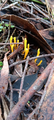 Clavulinopsis amoena