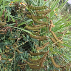 Tephrosia noctiflora