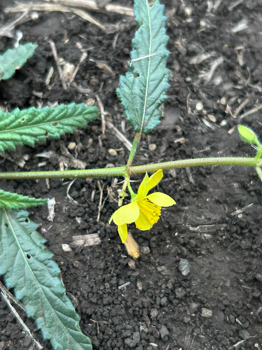 Corchorus asplenifolius, photograph 5