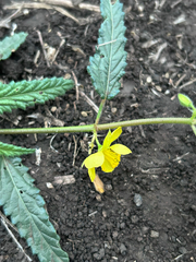 Corchorus asplenifolius, photograph author not stated, no rights reserved