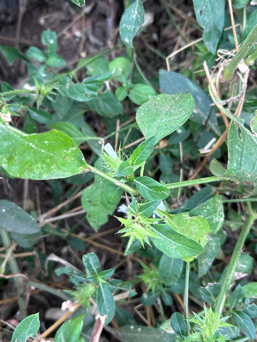Barleria elegans, photograph 5