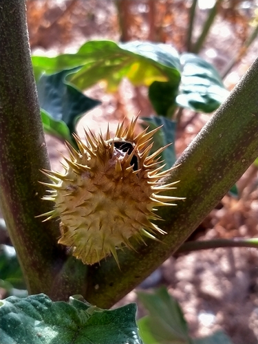 jimsonweed