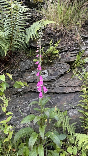 purple foxglove