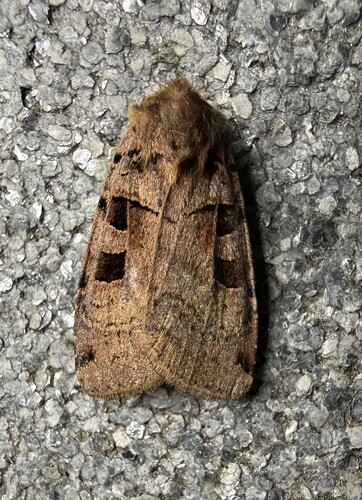 Double Square-spot, 3925 Scherpenzeel, Nederland, photo 10 of 10