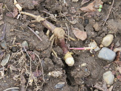 Podophyllum peltatum