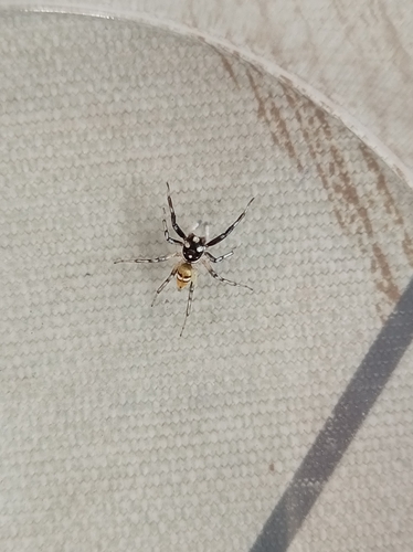 Phintella piatensis