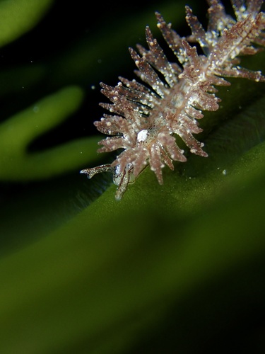 Crimson Hermaea, Watergate Bay, Cornwall, England, GB, photo 9 of 10