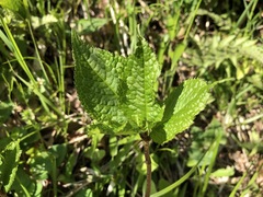 Chloranthus serratus