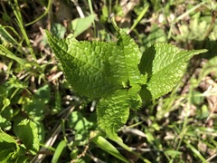Chloranthus serratus