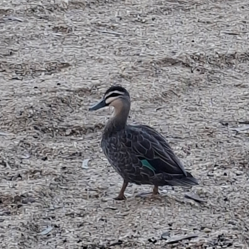Pacific Black Duck