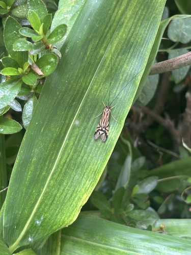 Macrostemum radiatum