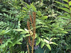 Osmunda japonica