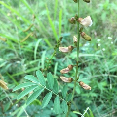 Tephrosia noctiflora