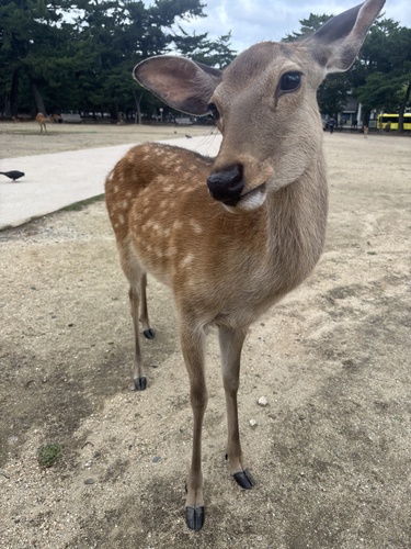 Honshū Sika Deer