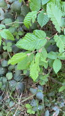 Carpinus betulus