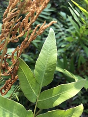 Osmunda japonica