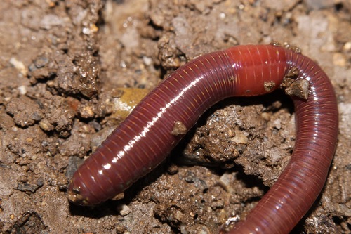 Ruddy Worm