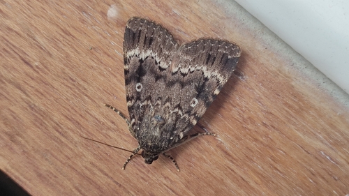Svensson's Copper Underwing